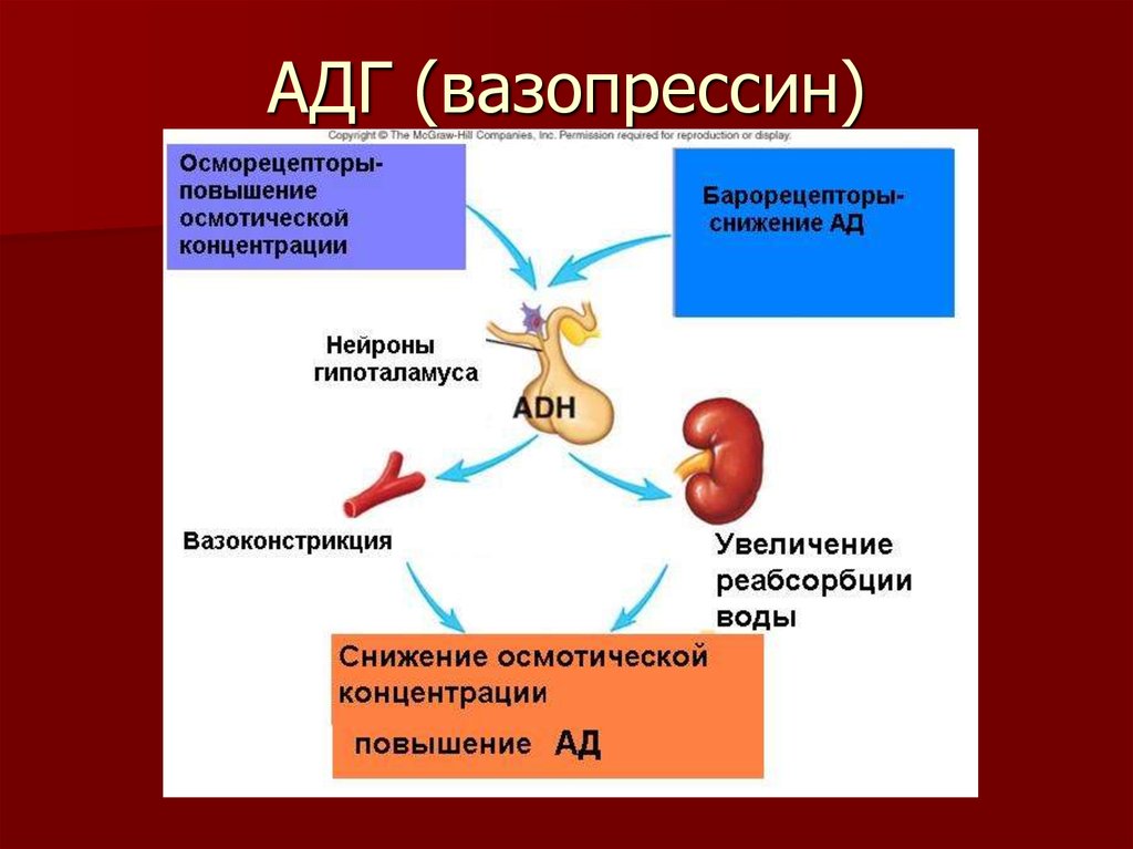Вазопрессин функции гормона. Антидиуретический гормон (АДГ, вазопрессин) биохимия. Схема действия АДГ. Антидиуретического гормона АДГ это и вазопрессин. Вазопрессин механизм действия.