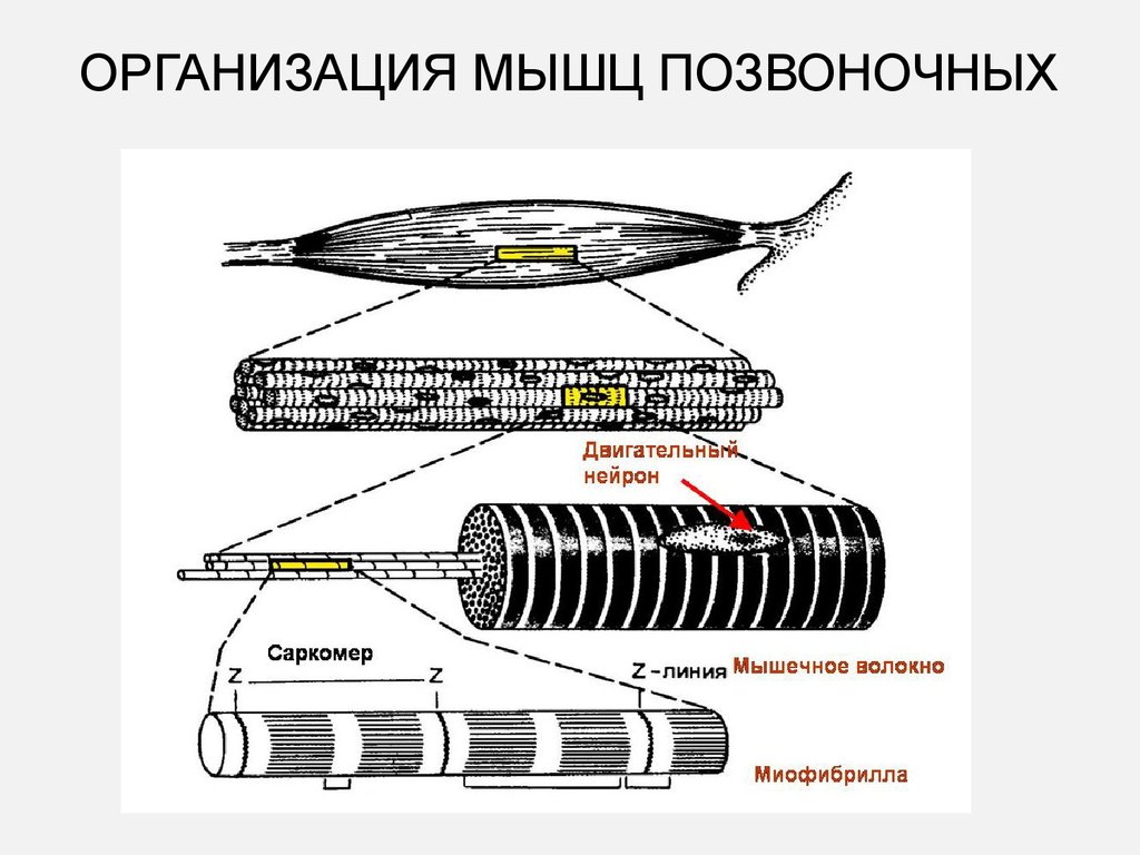 Возбуждение мышцы