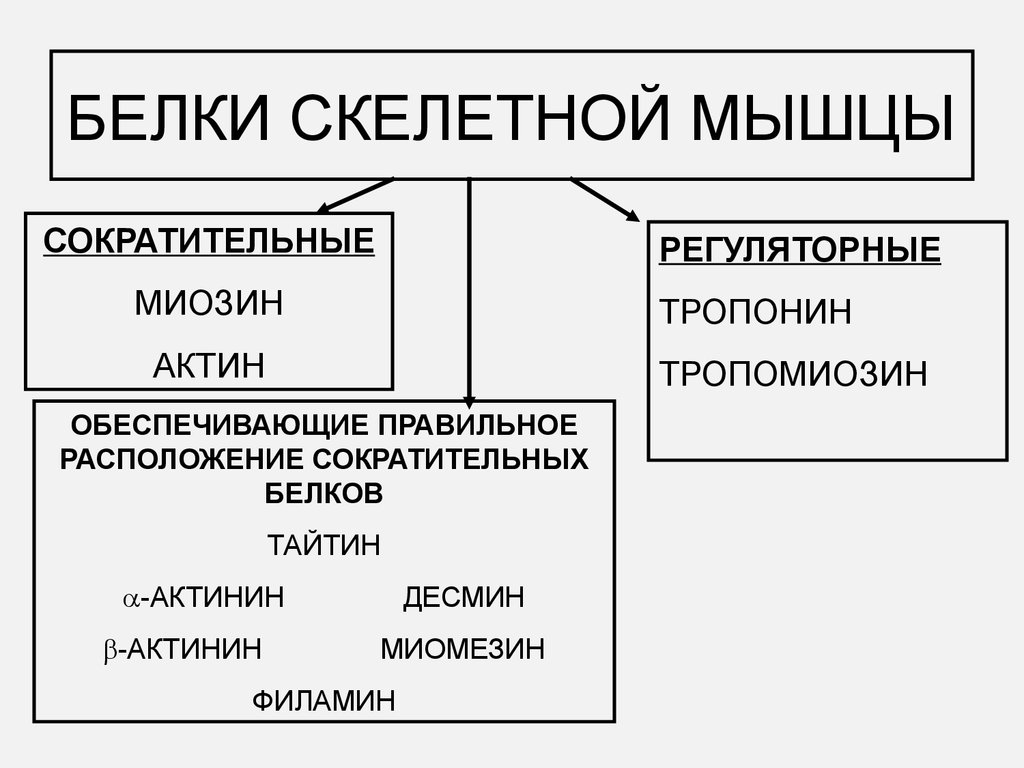 Мышечный белок. Регуляторные белки скелетных мышц. Регуляторные мышечные белки. Строение сократительных и регуляторных белков. Сократительные и регуляторные белки мышц.