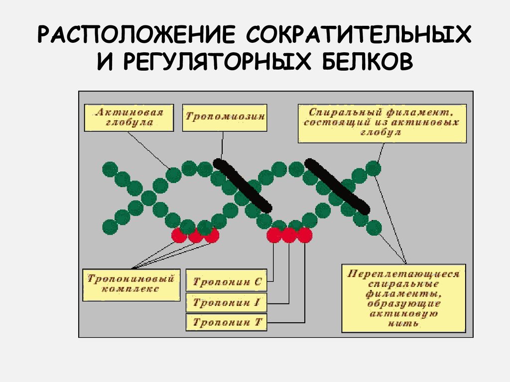 Процесс расположение. Сократительные и регуляторные белки в саркомере. Строение сократительных и регуляторных белков. Регуляторные белки скелетных мышц. Структура и свойства сократительных белков.