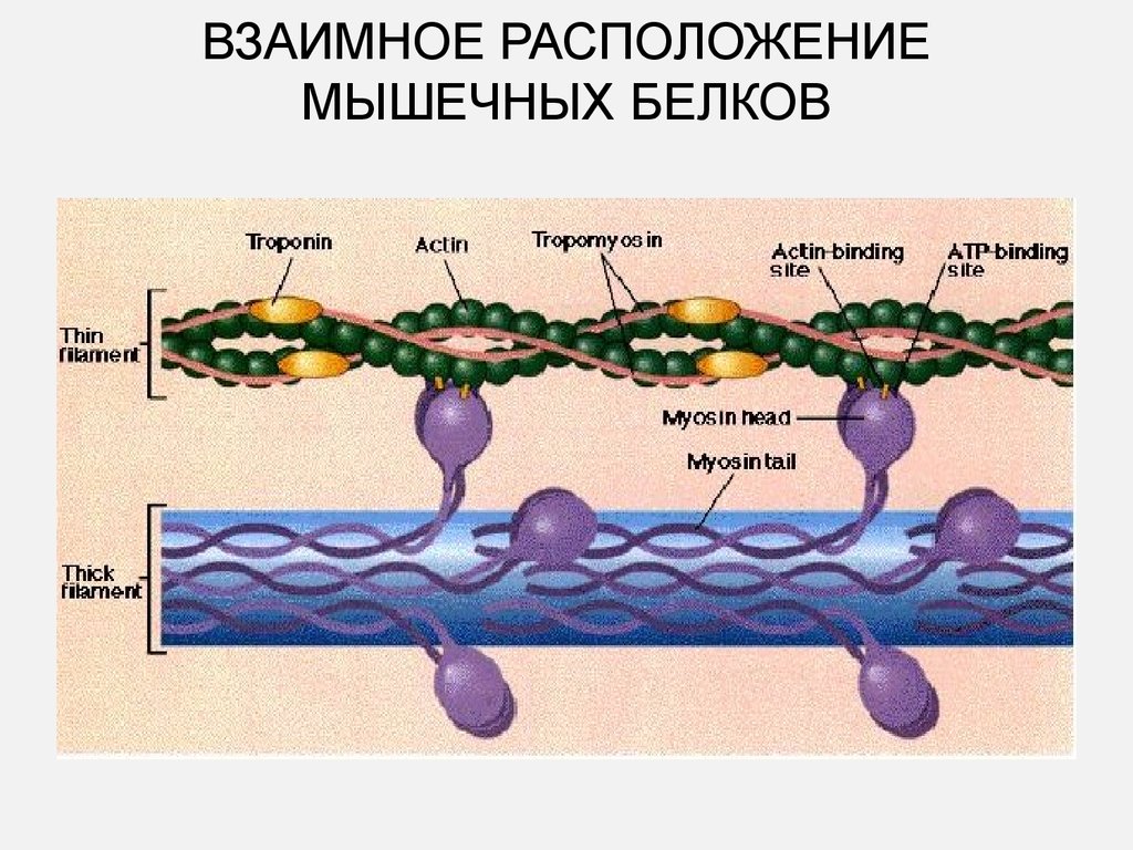 Высокий белок в мышцах. Белки мышечных волокон. Строение мышцы актин и миозин. Белки актин и миозин. Сократительные белки мышечной ткани.