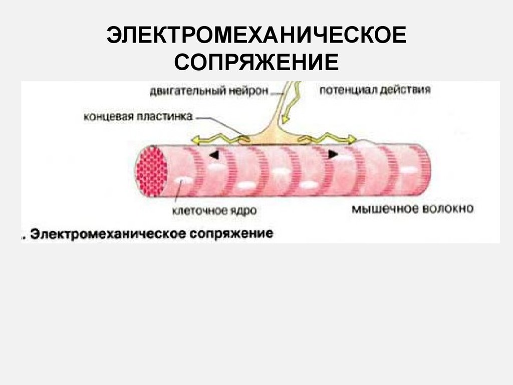 Потенциал концевой пластинки. Концевая пластинка мышечного волокна. Двигательная концевая пластинка мышцы. Моторная концевая пластинка. Двигательная кольцеыая платчинка это.