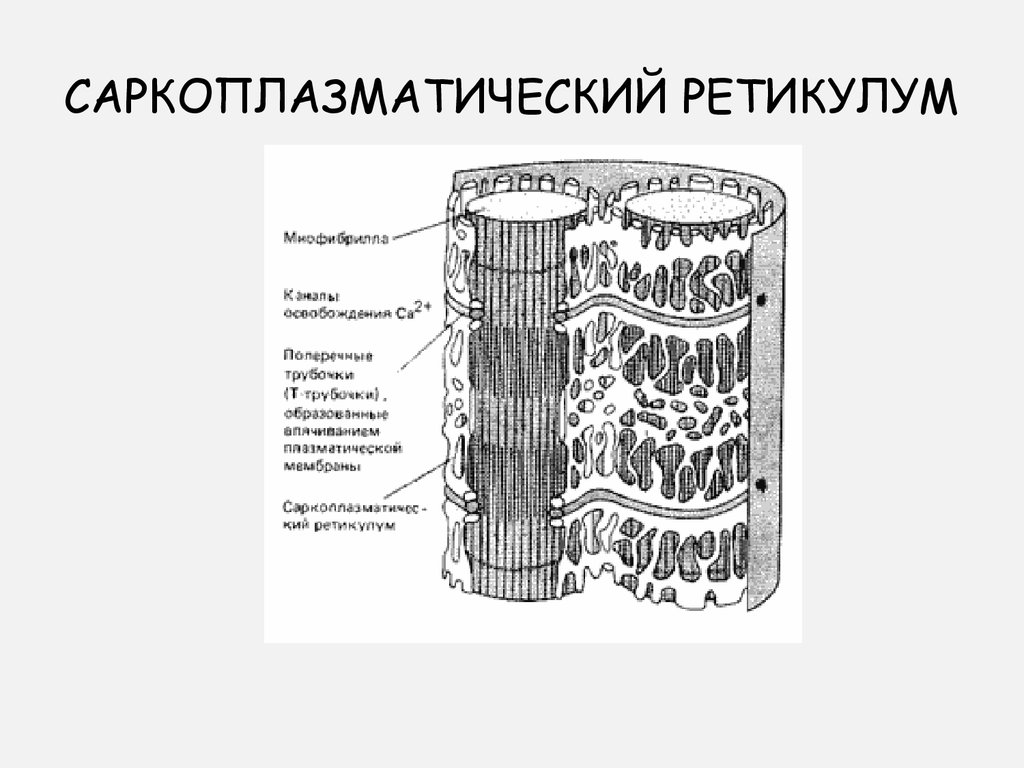 Гладкий саркоплазматический ретикулум исчерченных мышц обеспечивает. Саркоплазматический ретикулум и т трубочки. Саркоплазматический ретикулум функции. Саркоплазматический ретикулум мышечного волокна. Цистерны саркоплазматического ретикулума.