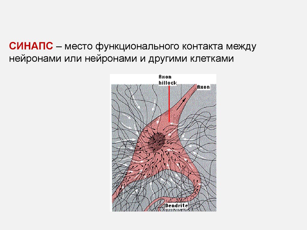 Синапс между нейронами. Места функционального контакта между нейронами. Зона функционального контакта 2 нейронов. Зона контактов между нейронами или нейроном. Место контактов нейронов называют.