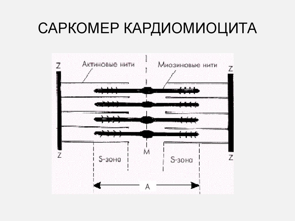 Саркомер рисунок гистология