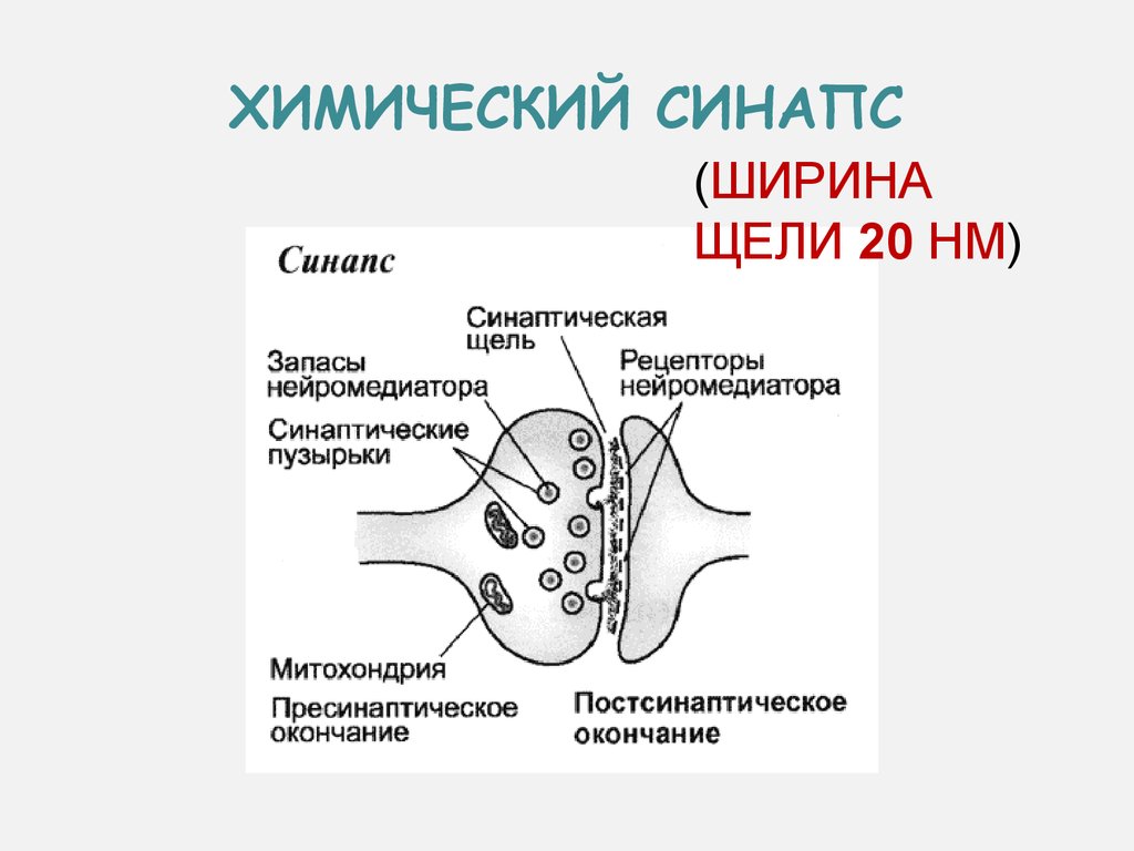 Схема строения межнейронного синапса