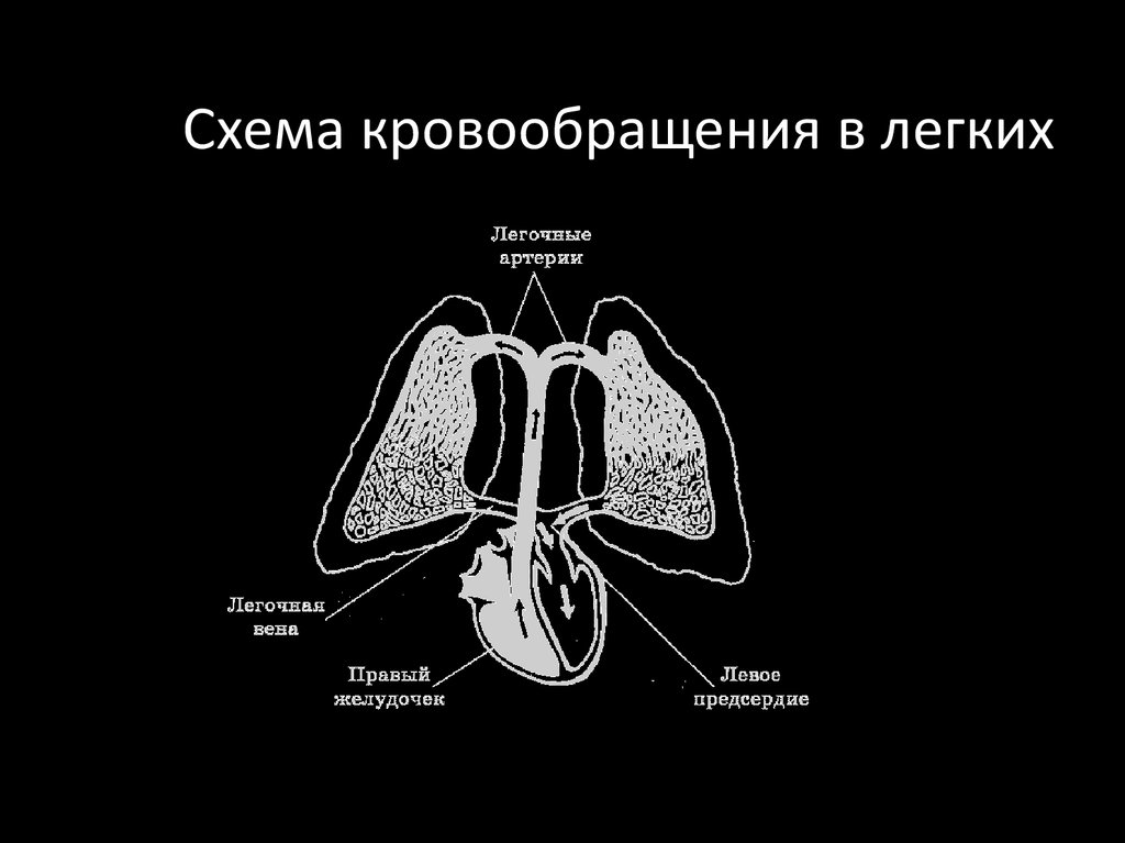 Особенности легочного кровообращения