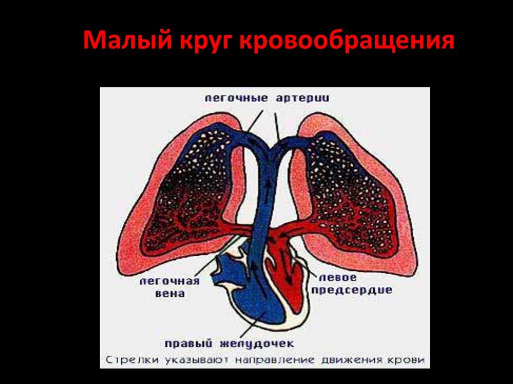 Круги кровообращения у птиц. Малый круг кровообращения. Круги кровообращения птиц. Большой и малый круг кровообращения у птиц. Сердце птиц круги кровообращения.