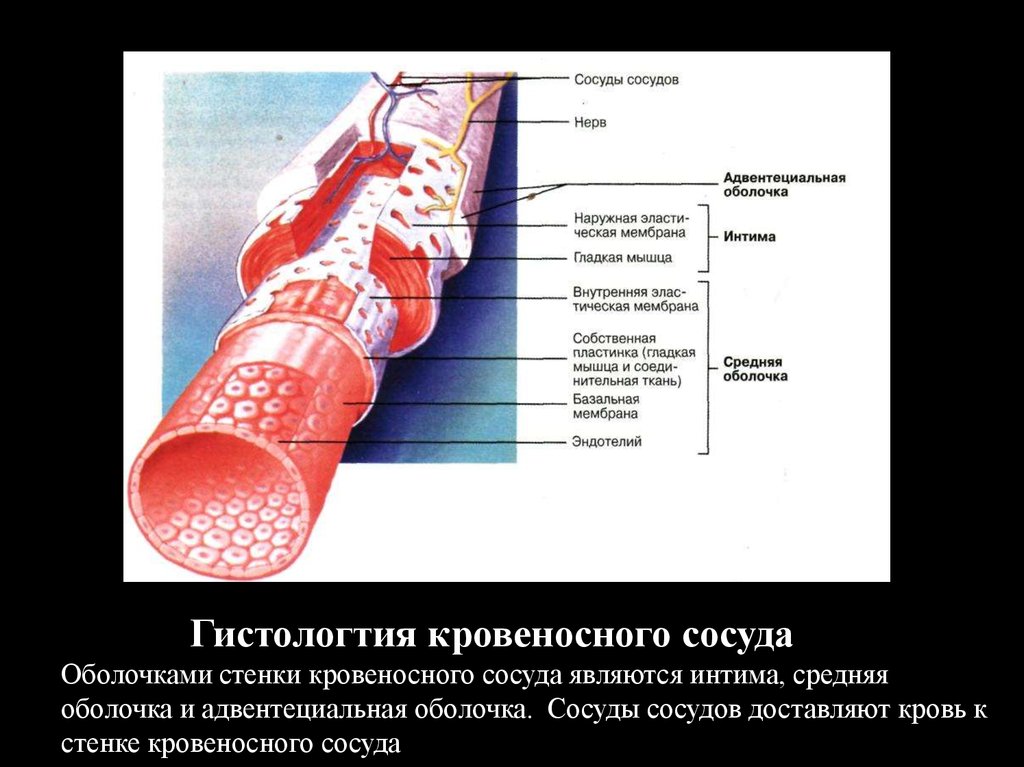 Стенки сосудов. Сосуды сосудов. Оболочки кровеносных сосудов. Средняя оболочка кровеносных сосудов. Средняя оболочка сосудистой стенки.