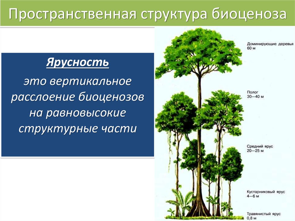 Основные ярусы составляющие вертикальную структуру. Видовая структура биоценоза смешанного леса. Пространственная структура ярусность. Пространственная структура биогеоценоза ярусность. Ярусность лесного фитоценоза.