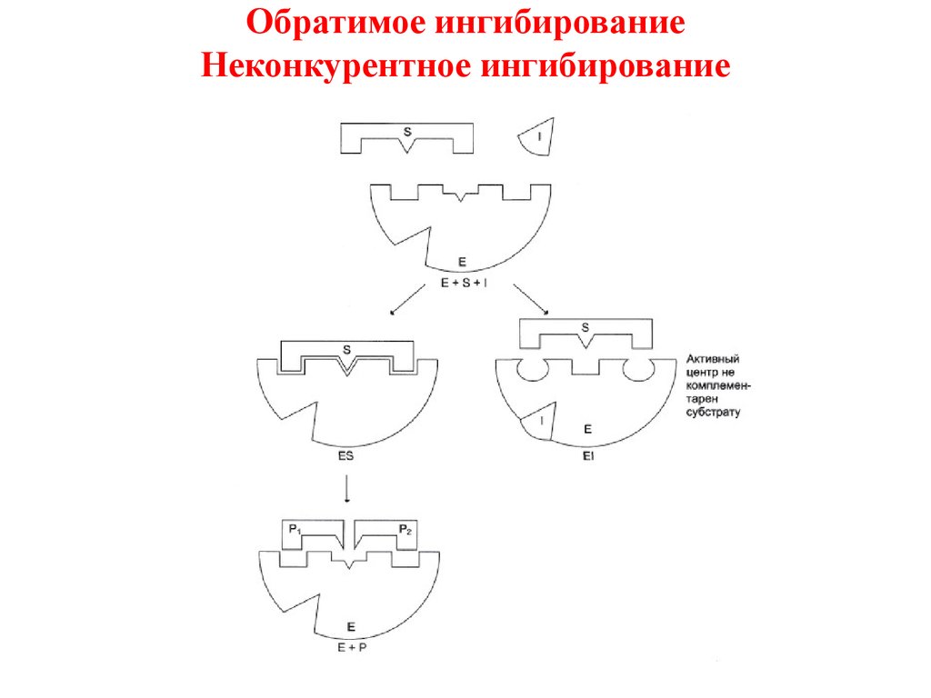 Неконкурентное ингибирование схема