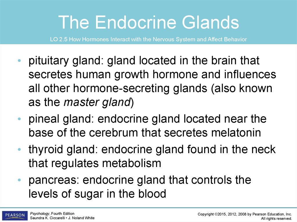 The Endocrine Glands