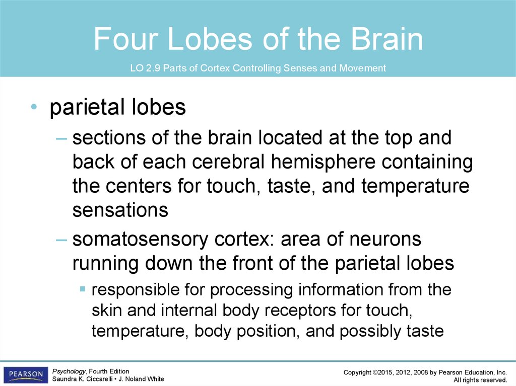 Four Lobes of the Brain