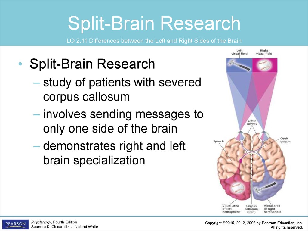 Split-Brain Research