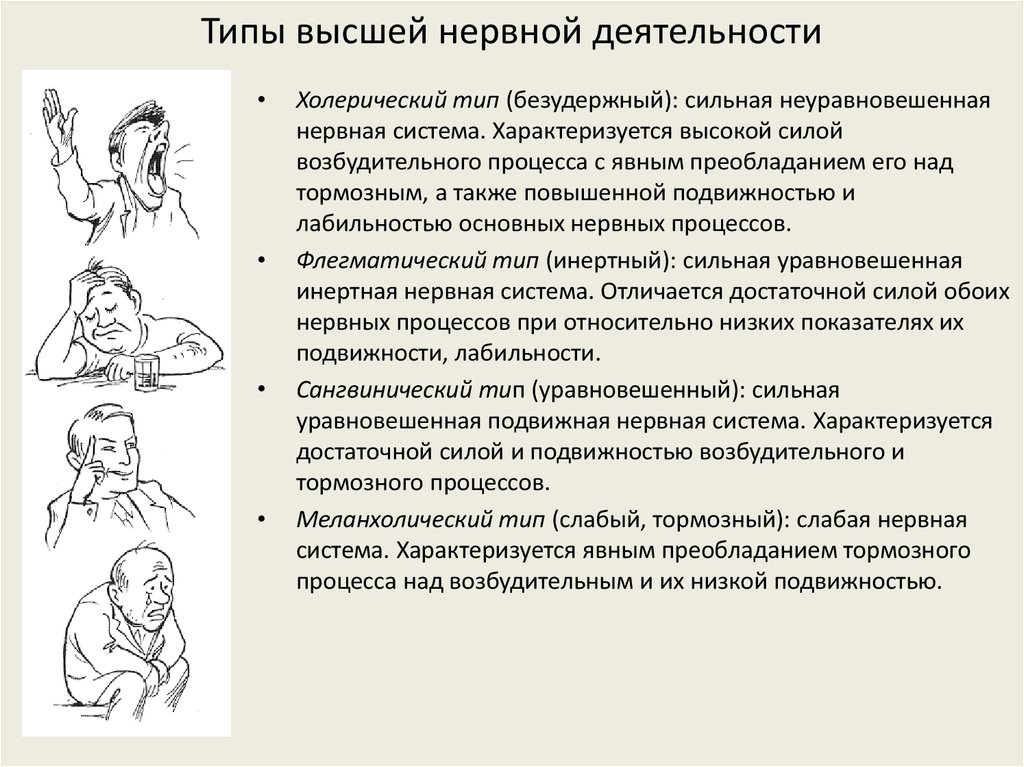 Типы внд человека презентация