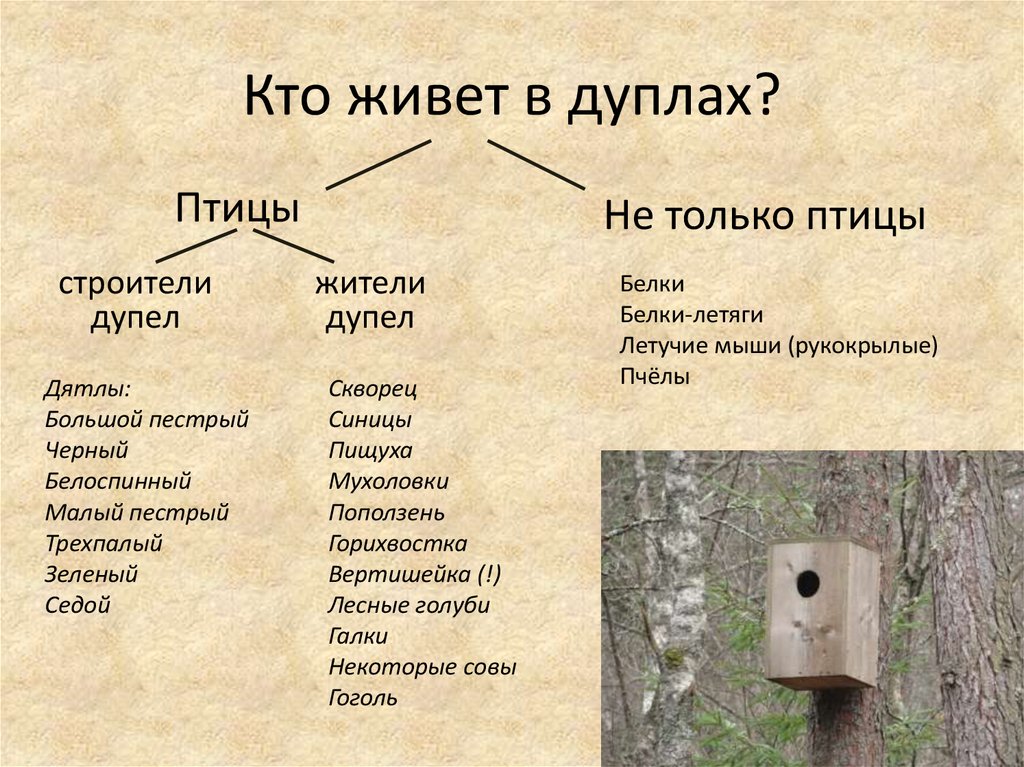 Определите по фотографиям где чье дупло