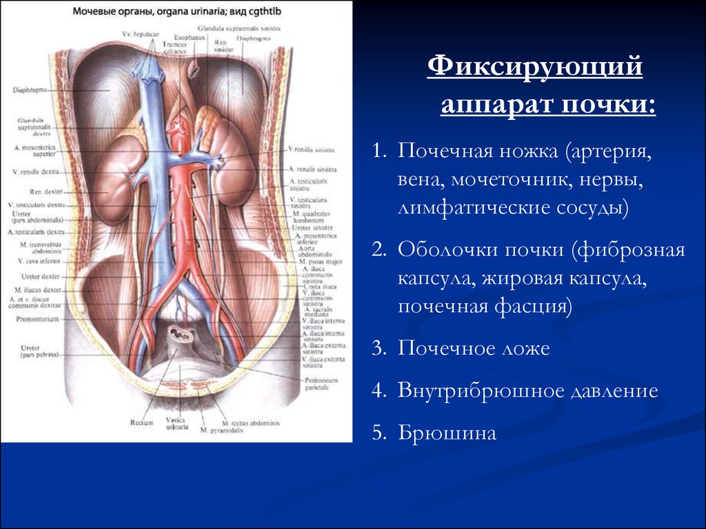 Артерия и вена почки. Почечная артерия Вена мочеточник. Почка артерия Вена мочеточник. Сужения мочеточника анатомия. Топография мочеточника анатомия.