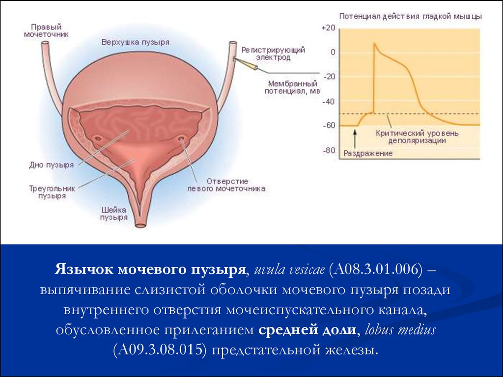 Мочевой пузырь у мужчин и женщин. Строение наружной оболочки мочевого пузыря. Мочевой пузырь уретра анатомия. Дно мочевого пузыря анатомия. Строение мочевого пузыря медунивер.