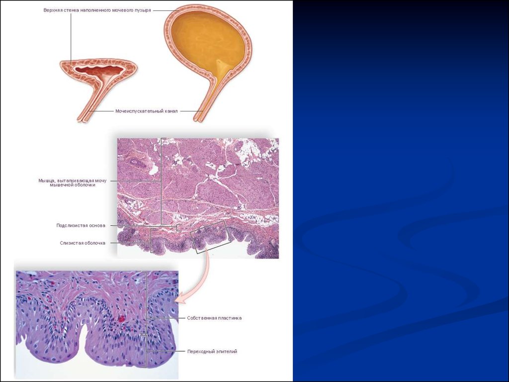 Слизистый пузырь. Строение стенки мочевого пузыря анатомия. Серозная оболочка мочевого пузыря. Стенка мочевого пузыря гистология. Мочевой пузырь строение оболочки.