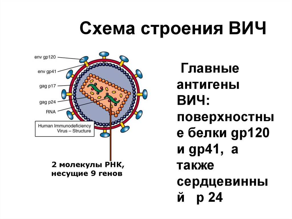 Спид 24. ВИЧ структура вириона. Антигенная структура вируса ВИЧ. Схема строения вируса иммунодефицита человека. Вирус СПИДА микробиология строение.