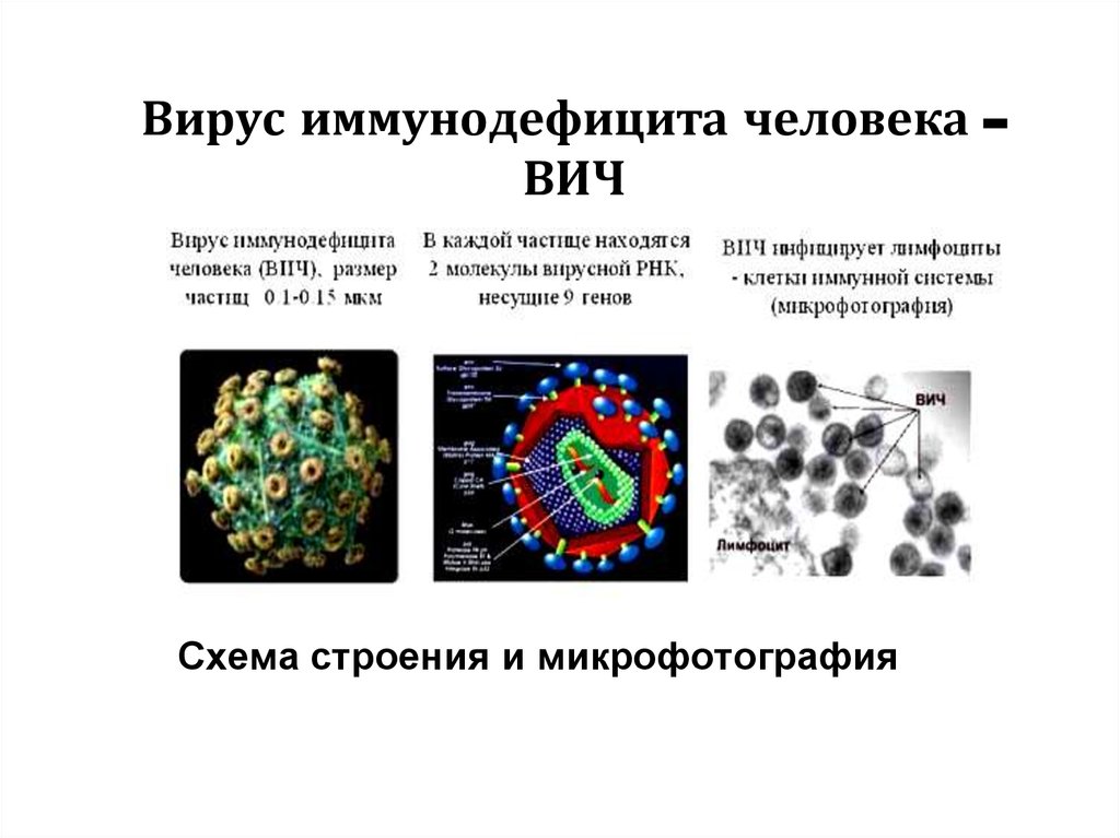 Как передается вирус вич. Вирус иммунодефицита кошек.