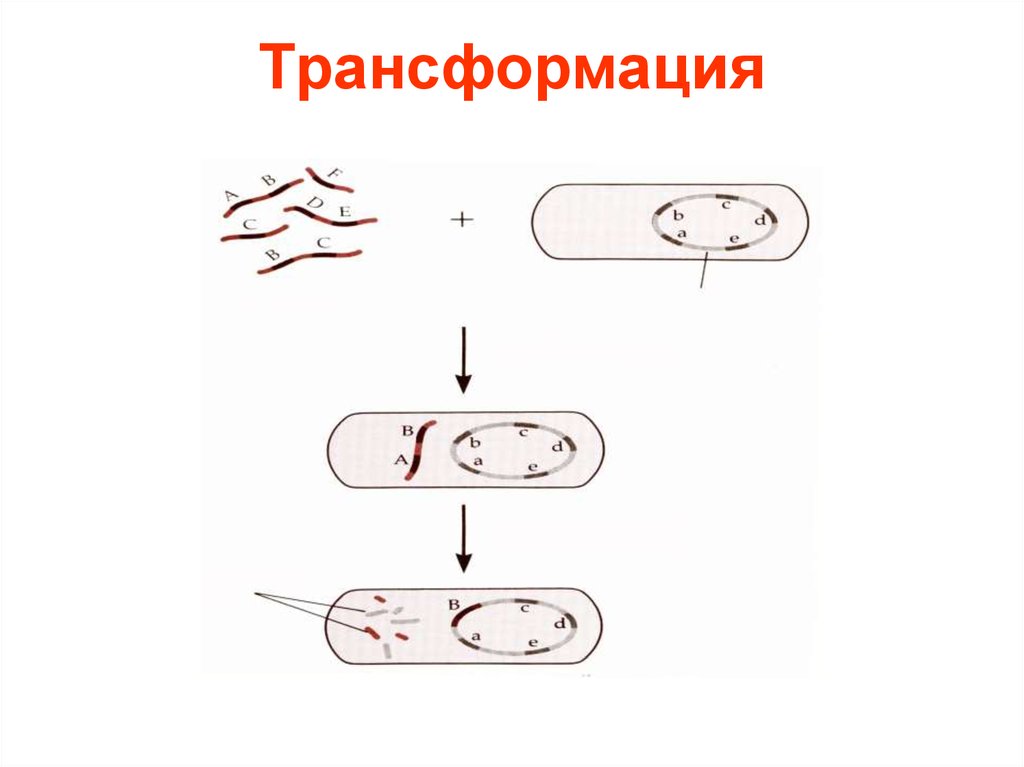 Общая схема трансдукции сигнала