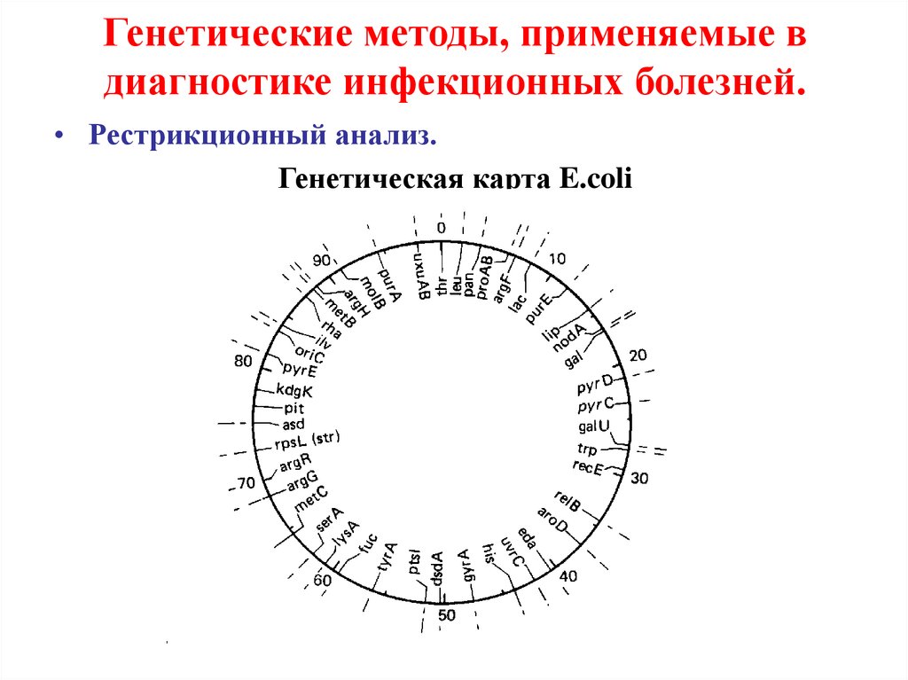 Рестрикционная карта хромосом