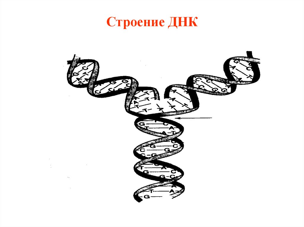 Схема днк рисунок