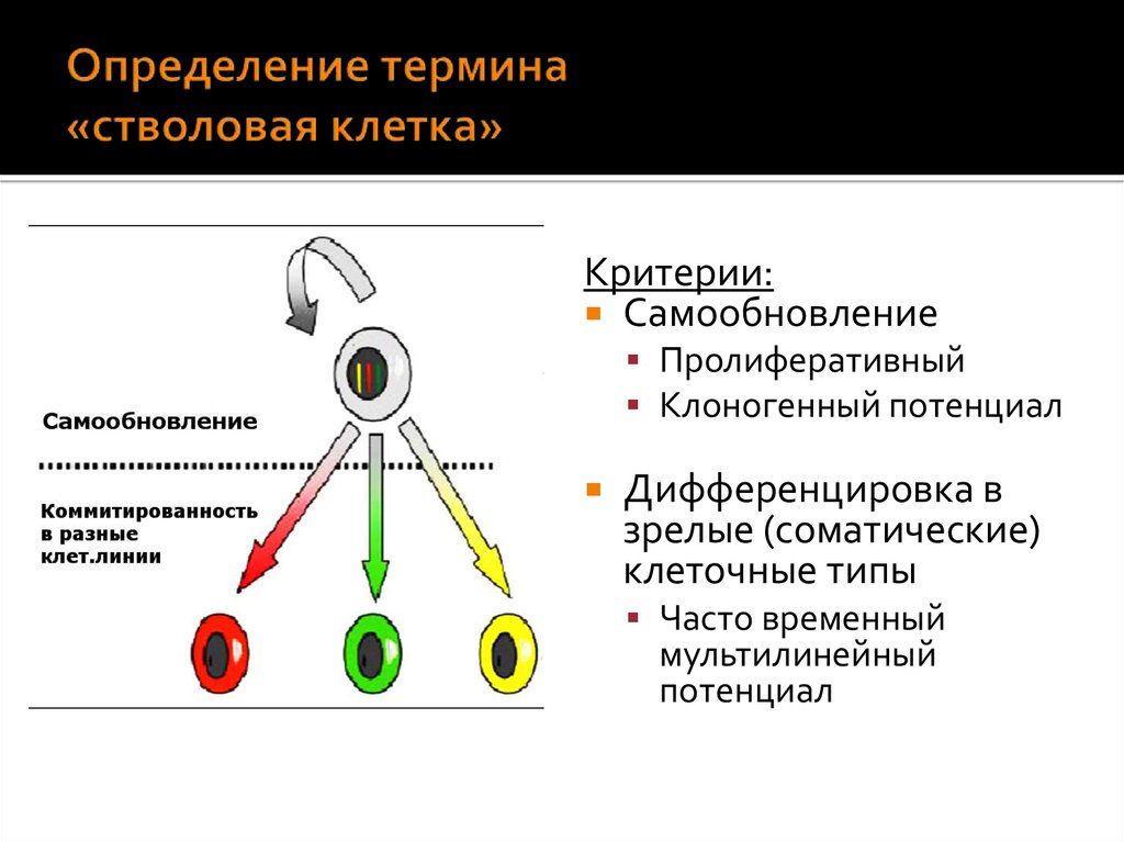 Процесс соматической клетки. Стволовая клетка подразделяется. Стволовая клетка понятие. Понятие потентномти стволовых клеток. Стволовые клетки типы.