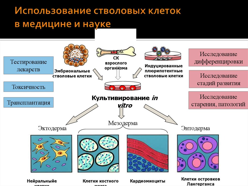 Близкие клетки. Где используются стволовые клетки. Применение эмбриональных стволовых клеток. Использование стволовых клеток в медицине. Преимущества использования стволовых клеток.