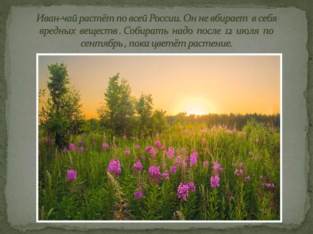 Иван-чай растёт по всей России. Он не вбирает в себя вредных веществ . Собирать надо после 12 июля по сентябрь , пока цветёт растение.