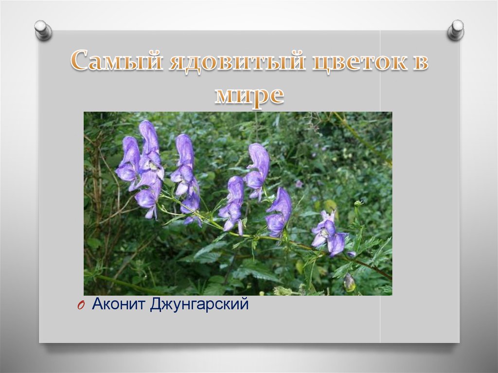 Самый ядовитый цветок в мире