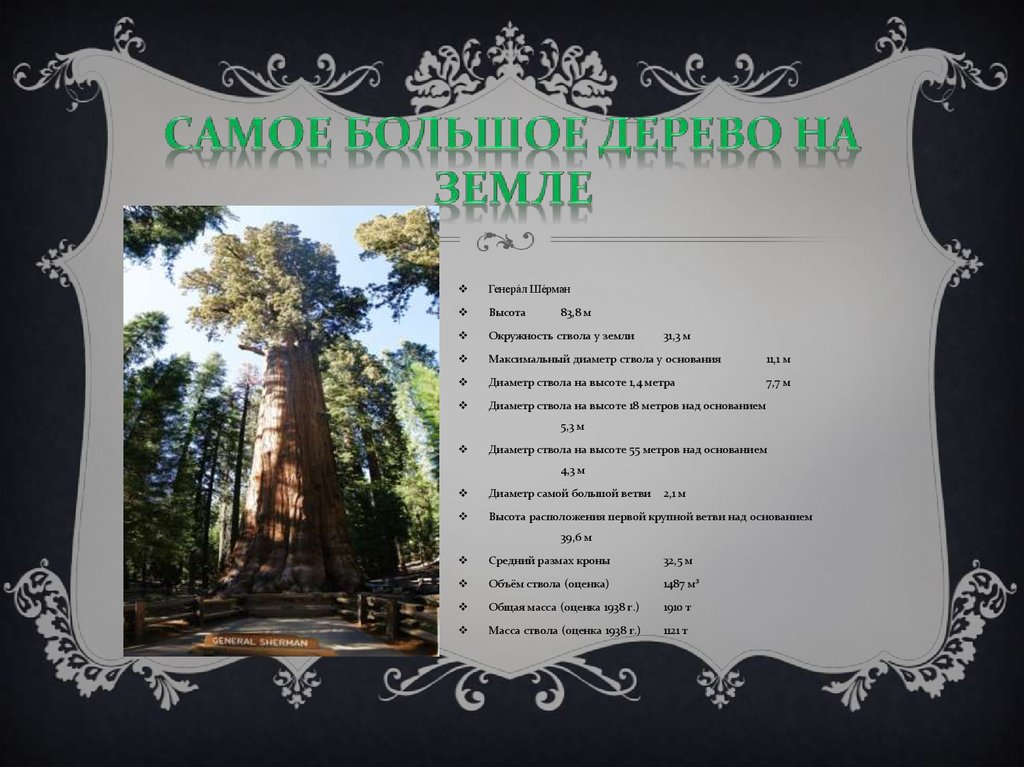 Самое большое дерево на земле