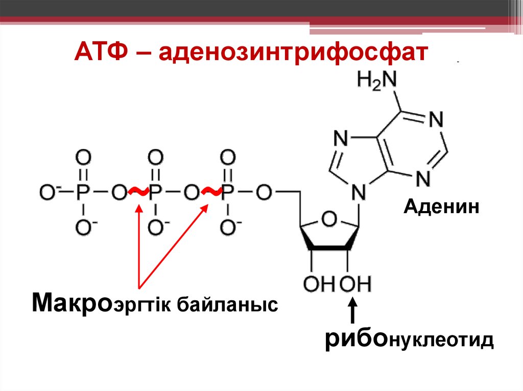 АТФ – аденозинтрифосфат