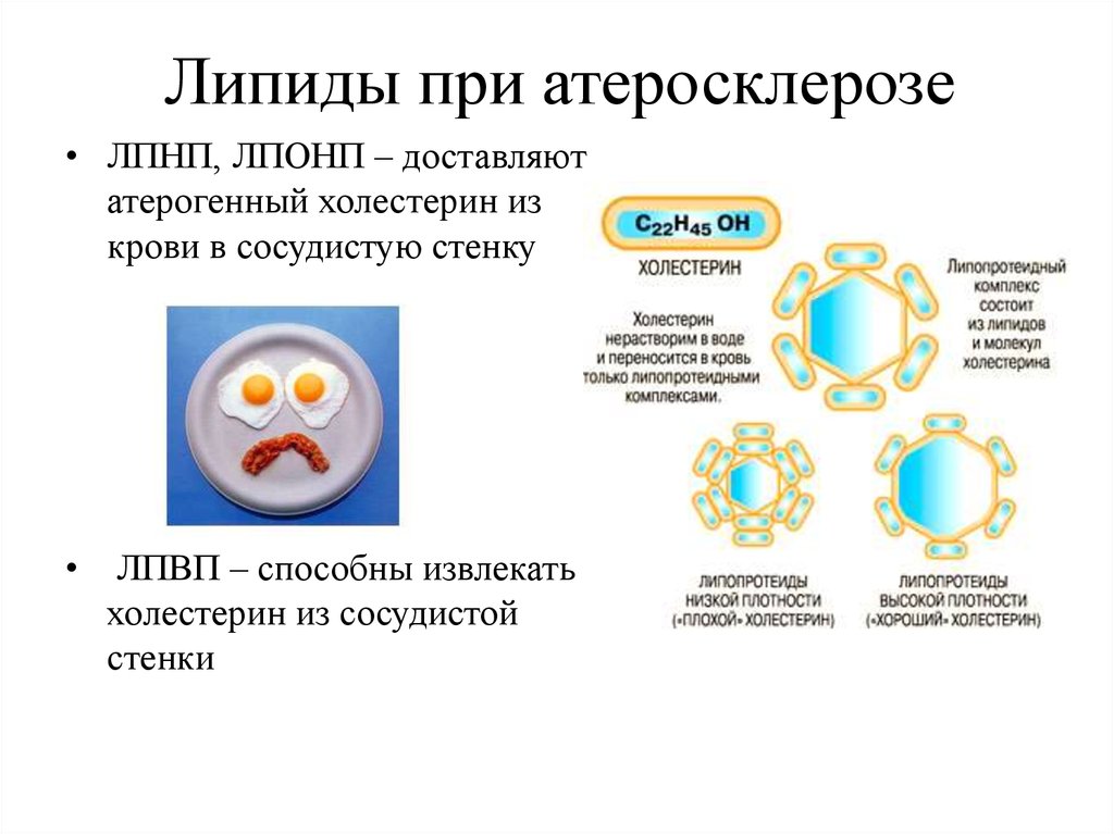 Плохие липиды. Липиды при атеросклерозе. Атеросклероз ЛПНП. ЛПОНП атеросклероз.