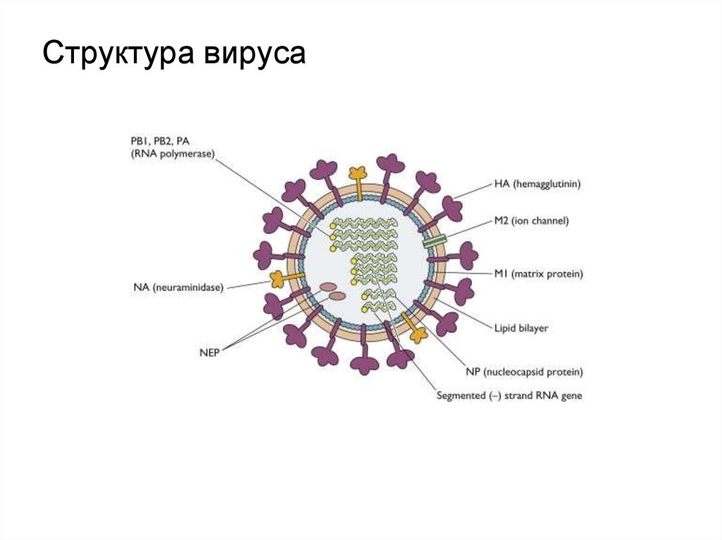 Рнк вирус гриппа а. Структура вируса гриппа микробиология. Вирус Коксаки структура вириона. Структурные компоненты вириона вируса. Строение вируса основные компоненты.