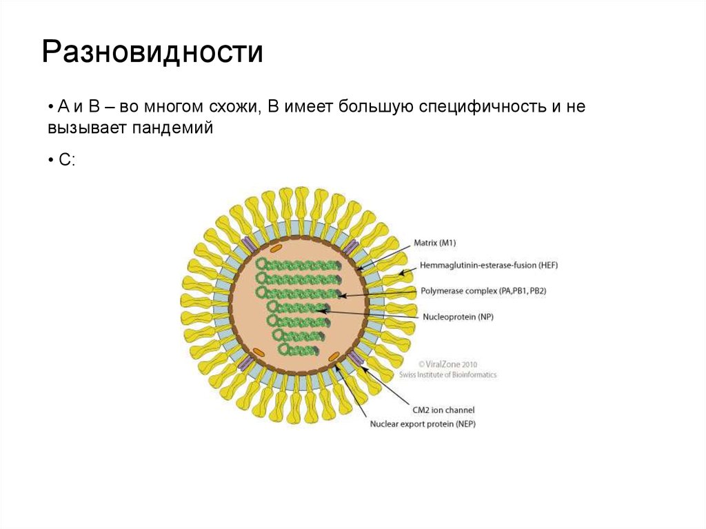 Рнк вирус гриппа а