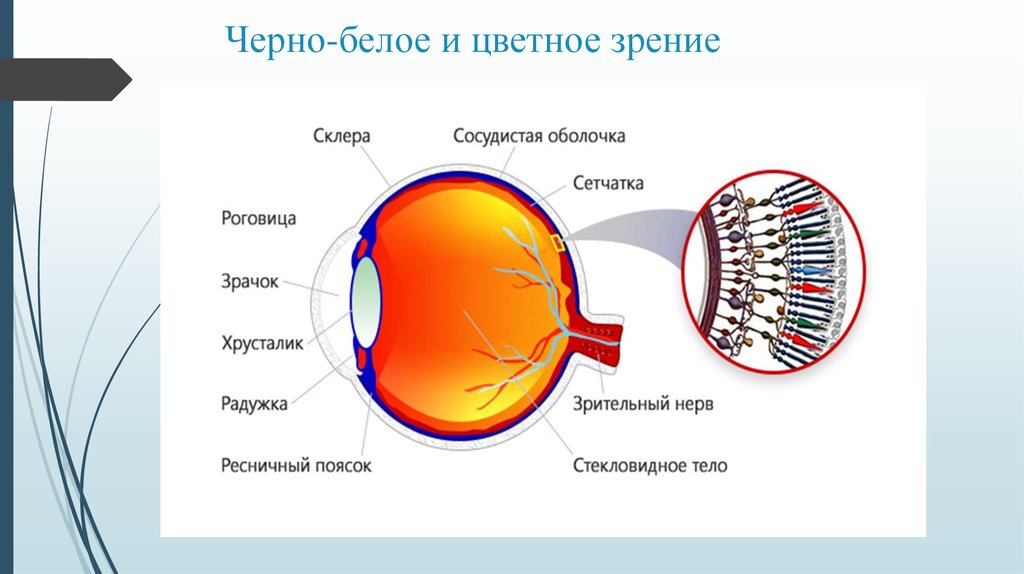 Сетчатка обеспечивает. Цветовое зрение и зрительные пигменты. Палочки и колбочки сетчатки глаза. Цветовое зрение зрение. За цветное зрение отвечает.