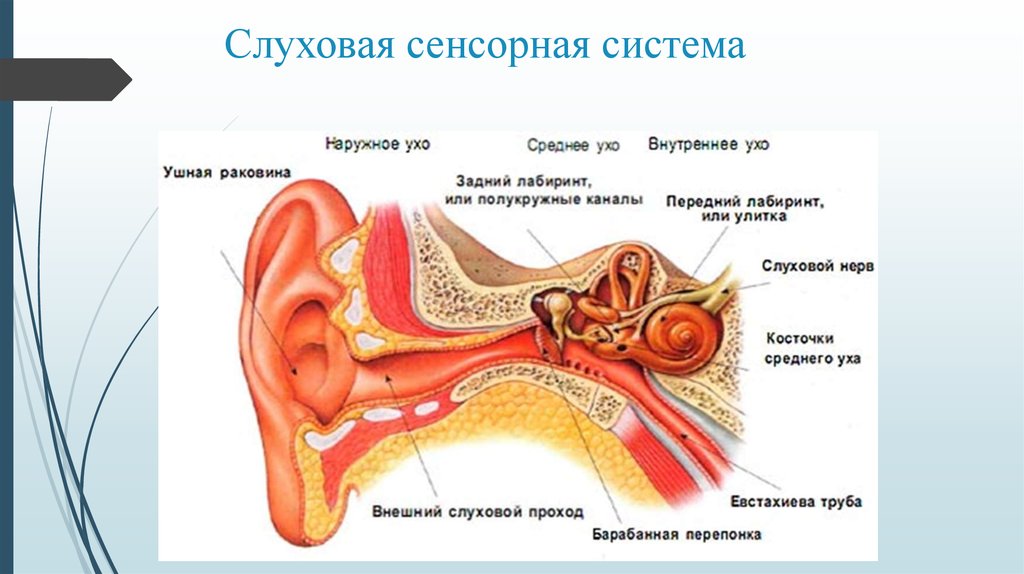 Назовите отделы органа слуха