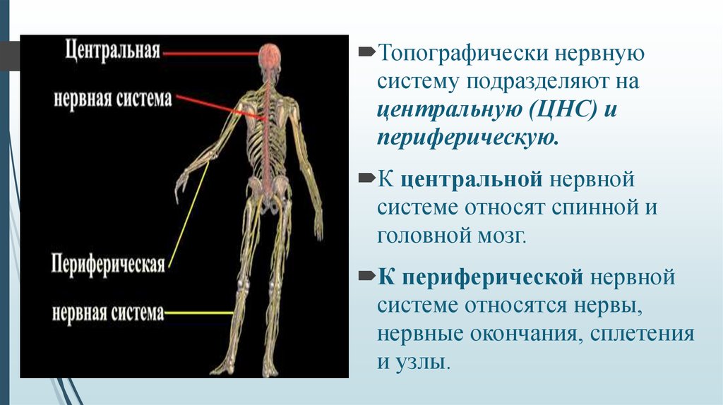 Центр периферическая нервной системы. Периферическая нервная система. Нервная система Центральная и периферическая схема. ЦНС И периферическая нервная система. Центральная нервная система и периферическая нервная.