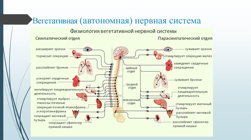 Симпатический подотдел автономного отдела нервной системы. Центральные структуры вегетативной нервной системы физиология. Автономная нервная система: парасимпатическая система.