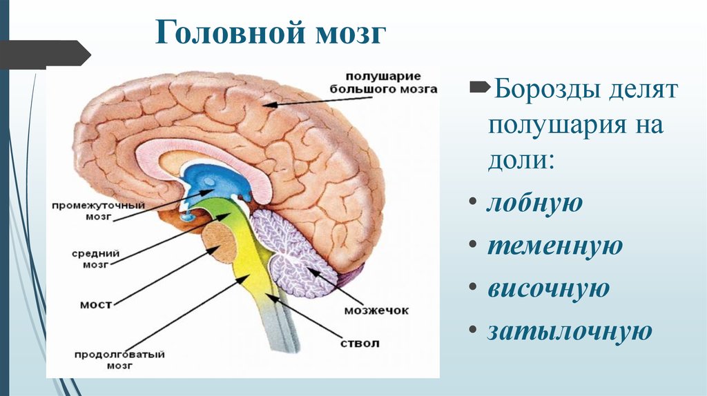 Промежуточный мозг 8 класс биология
