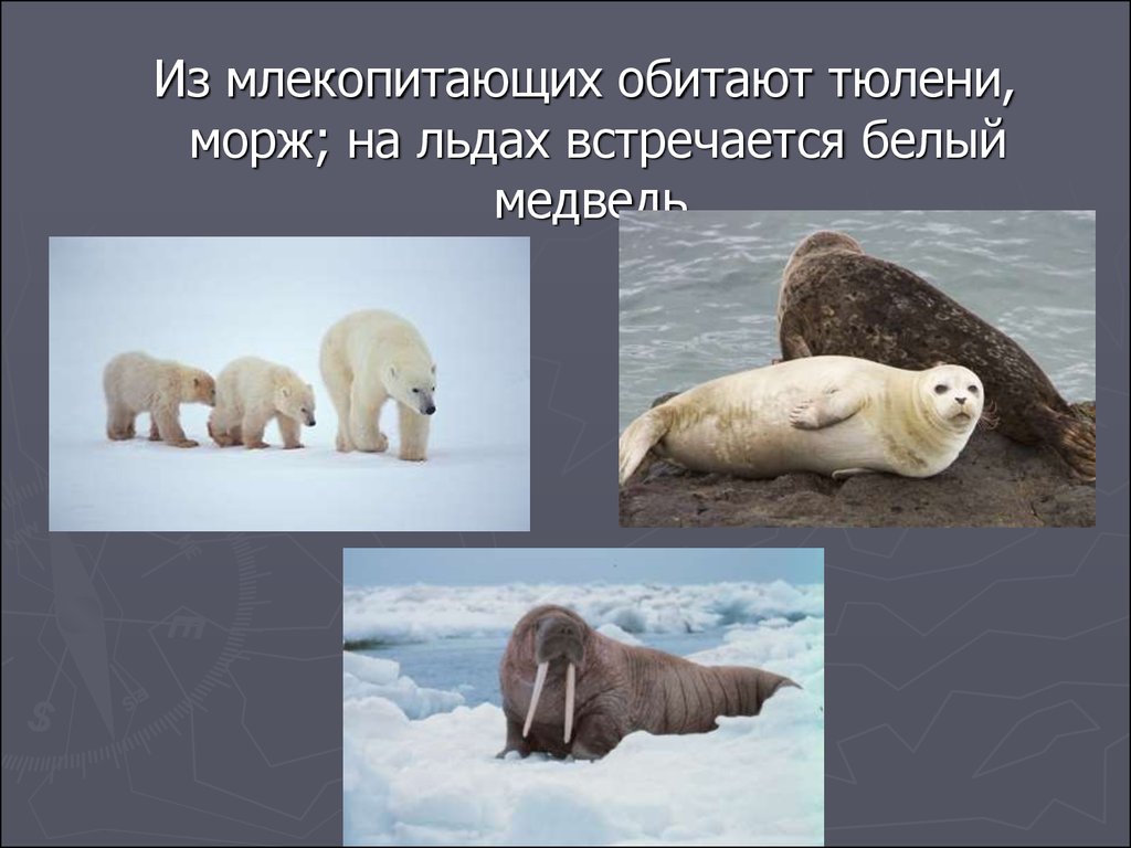 Белый медведь морж и тюлень природная зона. Белый медведь морж тюлень. Презентация на тему млекопитающие морж. Животные ледяной зоны белый медведь и морж. Млекопитающие ледяной зоны.
