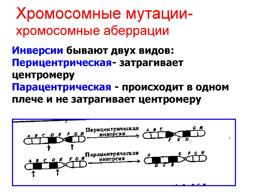 Хромосомные мутации презентация