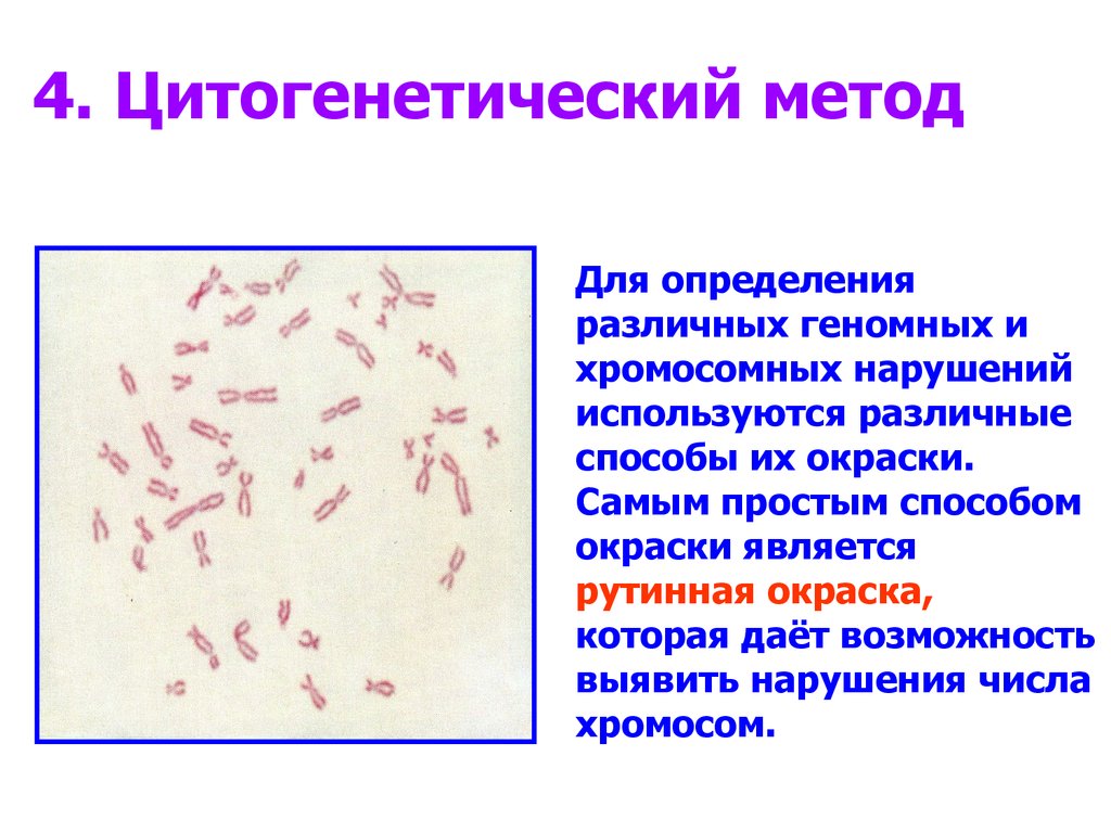 В генетике человека используют методы цитогенетический