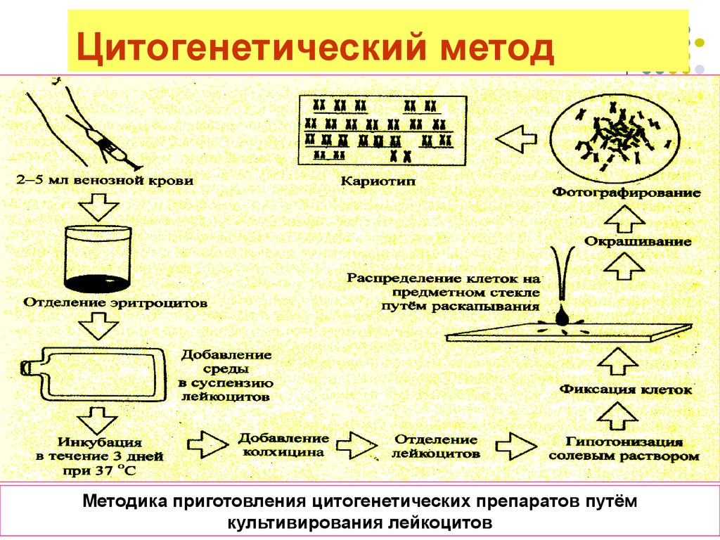 Цитогенетический метод. Цитогенетический метод исследования позволяет выявить. Цитогенетический метод способ исследования. Метод генетического исследования цитогенетический. Цитогенетический метод генетики этапы.