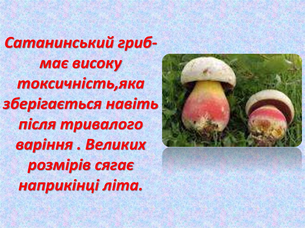 Сатанинський гриб-має високу токсичність,яка зберігається навіть після тривалого варіння . Великих розмірів сягає наприкінці літа.