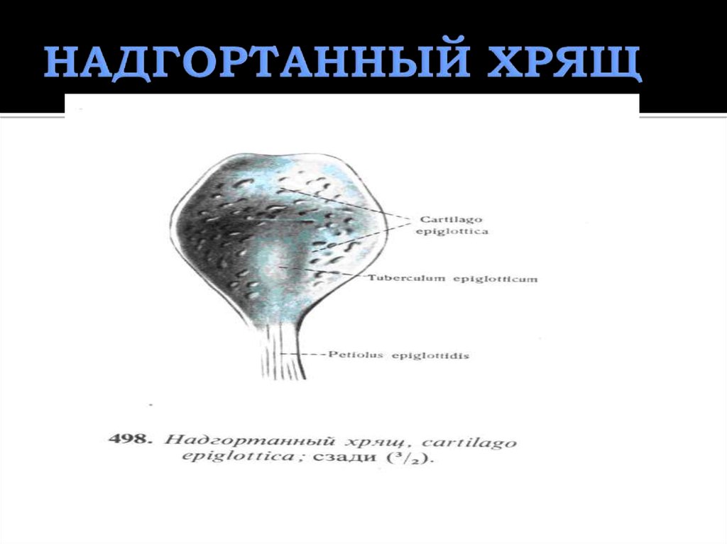 Функции надгортанного хряща в организме человека. Надгортанный хрящ. Надгортанный хрящ в организме человека.