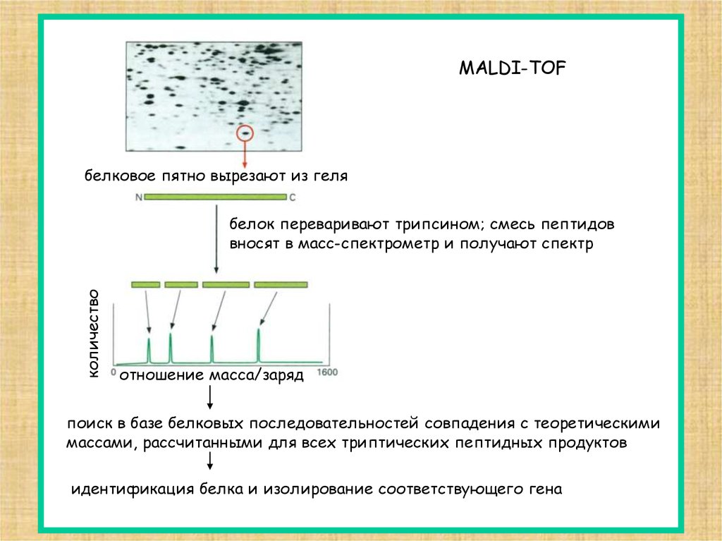 Белок пятно. Масс спектрометр микробиология. MALDI TOF масс-спектрометрия в микробиологии. MALDI TOF масс-спектрометрия спектры. Строение MALDI TOF масс спектрометра.