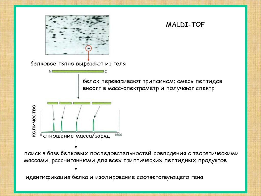 Анализ 6 класс. Белковые масс-спектрометры. MALDI TOF масс-спектрометрия спектры. Строение MALDI TOF масс спектрометра. MALDI белок.